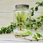Summer Green