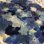 ♡new♡作家様必見♡ 人気の紫陽花がいっぱい♡ 押し花セット