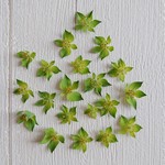 【再販】ブプレリウム　ドライフラワー花材　花約20粒