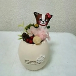 お花畑とパピヨンちゃん🎵