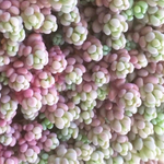 ❤︎多肉植物 パープルヘイズ セダム カット苗