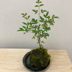 【送料無料】南天の苔玉 お皿付き