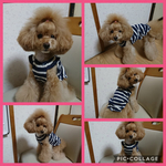 ネイビーボーダーワンピース（犬服