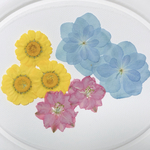 押し花 素材