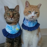 サマードレス・コスプレセット