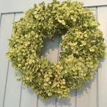 フレッシュグリーンの紫陽花リースラスト1個
