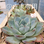 Pさま専用です。