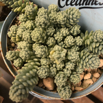 増量中❤︎多肉植物 マジョール セダムカット苗