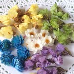 【小さな封入素材セットI】花かんざし＆千日紅＆スターチス