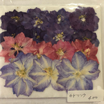 押し花    チドリソウ