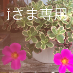 iさま専用