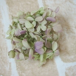 【単品】紫陽花プリザーブドフラワー「ライムパープル」大地農園