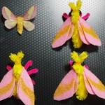 カエデガ(rosy maple moth)フィギュア　蛾　蝶 昆虫