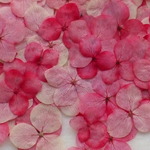 赤色mix　アナベル　２０輪。。。押花素材