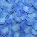 ロイヤルブルー色mix　アナベル　２０輪。。。押花素材