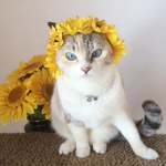 ♡お花畑でつかまえて・ヒマワリ花冠♡
