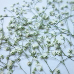 押し花☆かすみ草