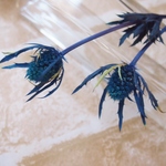 エリンジューム　パープル(ブルー）　2本　(大地農園）