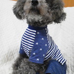 【着まわしツーピース】星×ボーダーＴシャツ（紺）　≪セミオーダー≫