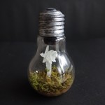 電球　ギンリョウソウ