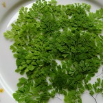 🌱押し花素材🌱アジアンタムミクロフィラ