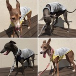 グレーボーダータンク☆イタグレ用