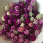 千日紅 100個＋α