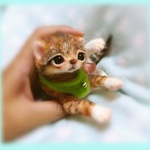 おねがいにゃんこNo.223