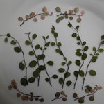 押し花素材 ワイヤープランツ（ 2種類 ）