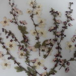 押し花素材 雪柳 ピンク色