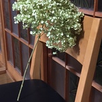 お花屋さんが作った超超特大グリーンアナベルのドライフラワー