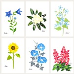 6枚セット夏の花ポストカード