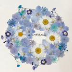 再販 271.押し花アソート〜ブルー系 mix 押し花素材
