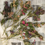 値下げ  クリスマスローズ C  花材 ドライフラワー