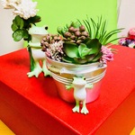 再販🍀カエルちゃんバケツいっぱいの多肉植物🐸