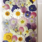 【送料無料】押し花素材*小花ミックス　#142