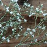 押し花【miniかすみ草（茎付）15個】自然ホワイト