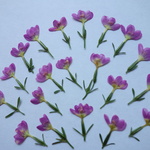 押し花☆再販②・ピンクの小花