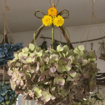 大きなくす玉紫陽花②
