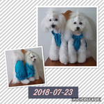 ハーフリネンナチュラルワンピース（犬服
