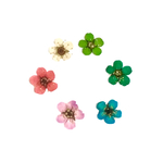 コデマリの押し花 色選べます！
