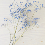 ＊ドライフラワー＊大 かすみ草 ラベンダー 花材 ハーバリウムにおすすめ
