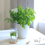 心も体もリフレッシュ♪和薄荷