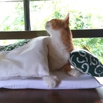 猫のふわさらお布団セット(幅広Mサイズ)唐草・緑