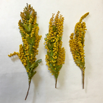【goat43様・ご確認専用ページ】ミモザのドライフラワー