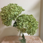 とても大きなアナベルのドライフラワー2