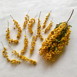 【KYORON様・ご確認専用ページ】ミモザのドライフラワー