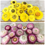 【訳あり】ヘリクリサム（yellow &pink）〜ドライフラワー