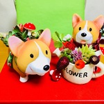 多肉キノコ🍄&フルーツキノココーギーちゃん🐶