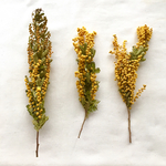 【コガオ様・ご確認専用ページ】ミモザのドライフラワー★ボリュームありのミモザは終了致しました！
